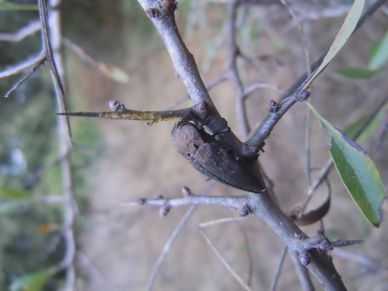 Buprestidae dalla Gallura 2: Capnodis tenebricosa